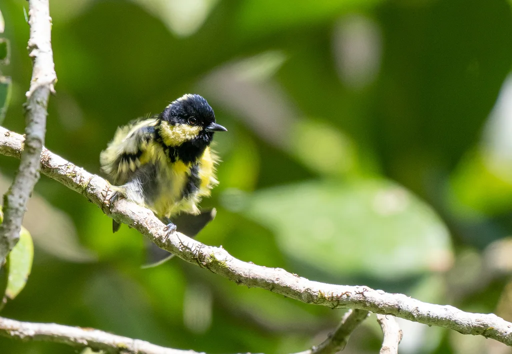 丽色山雀(Periparus elegans)