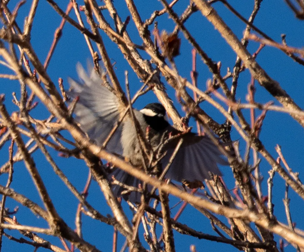 黑冠山雀（Periparus rubidiventris）