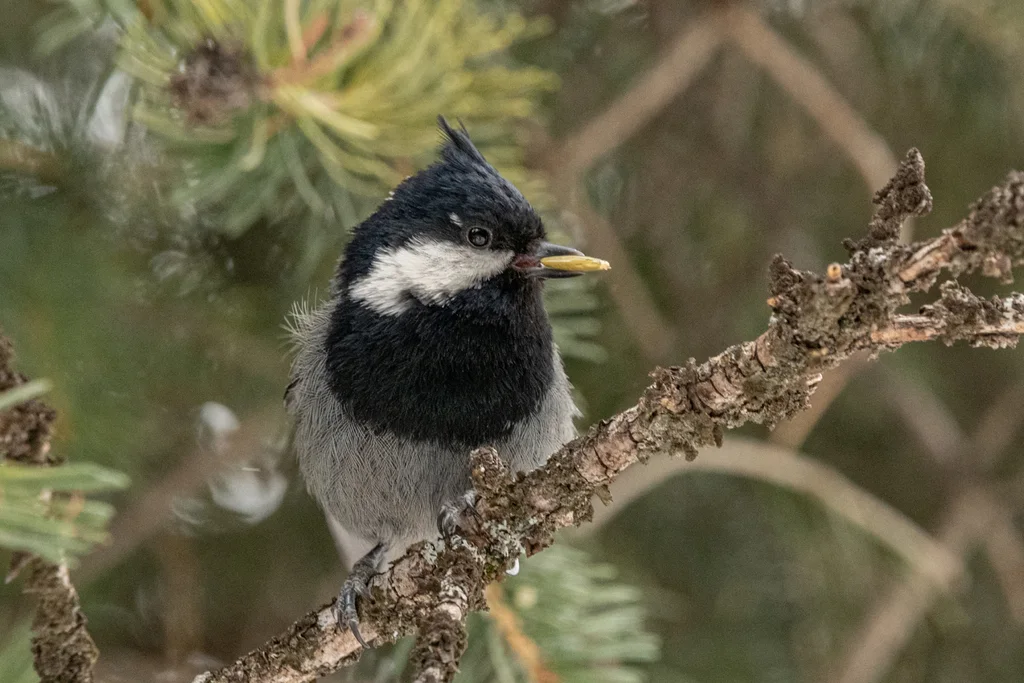 棕枕山雀(Periparus rufonuchalis)