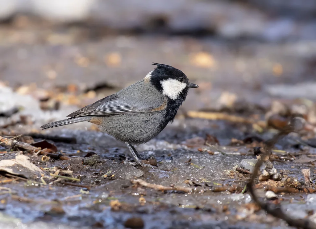 棕枕山雀(Periparus rufonuchalis)