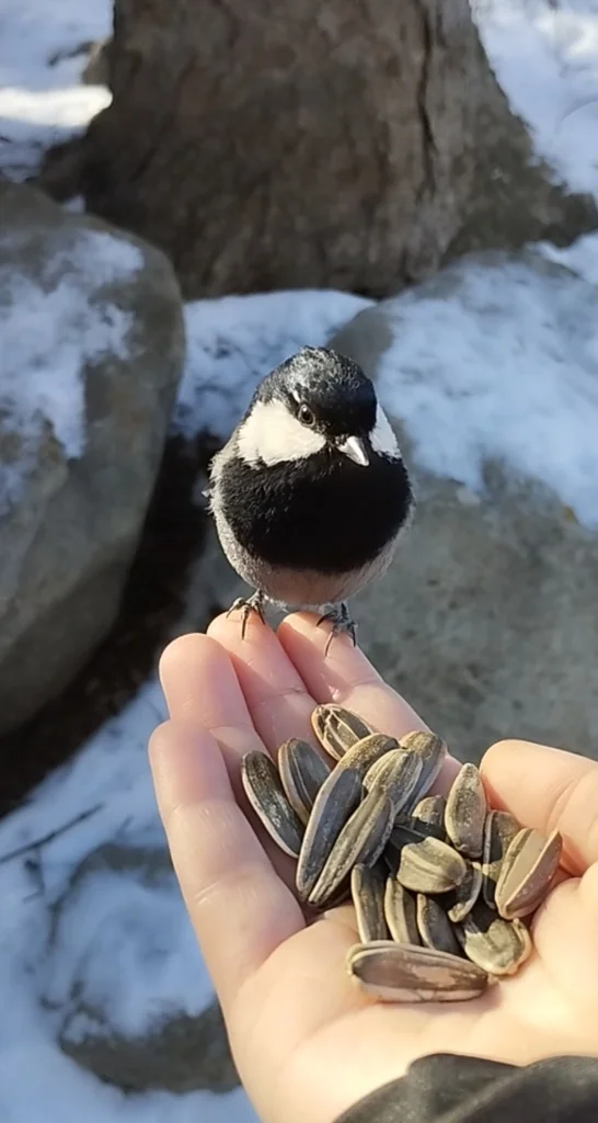 棕枕山雀(Periparus rufonuchalis)