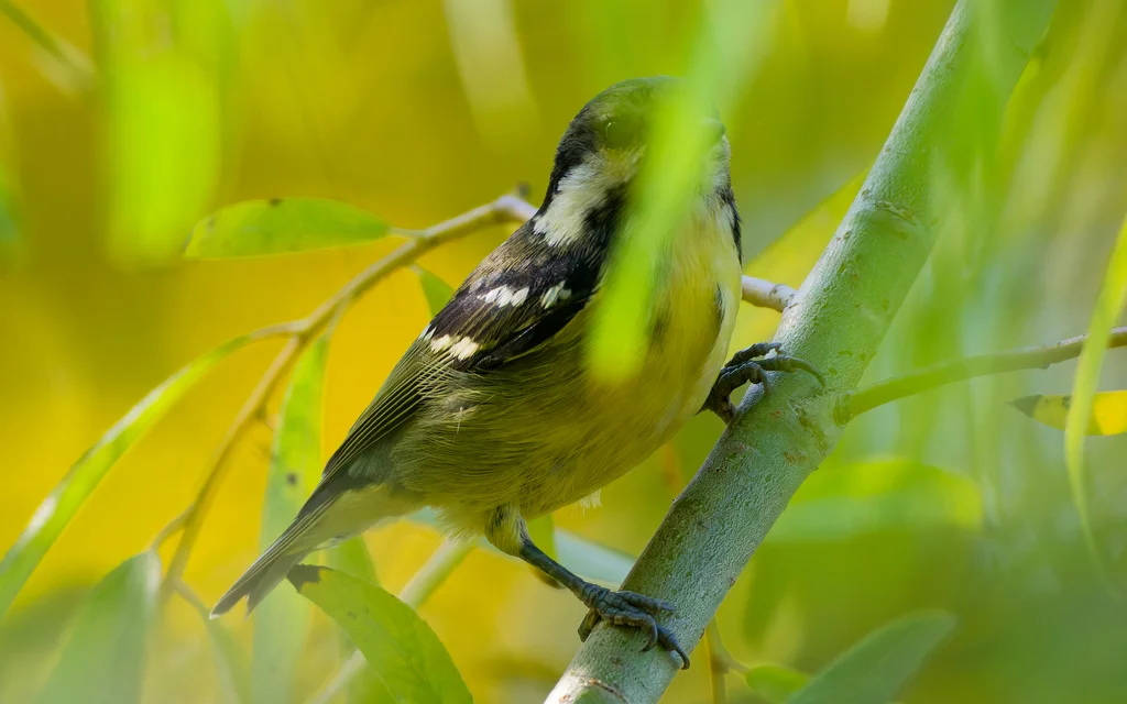 黄腹山雀(Periparus venustulus)