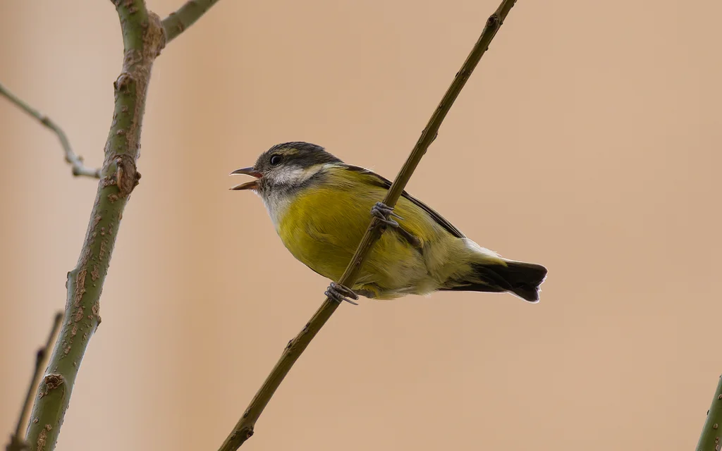 黄腹山雀(Periparus venustulus)
