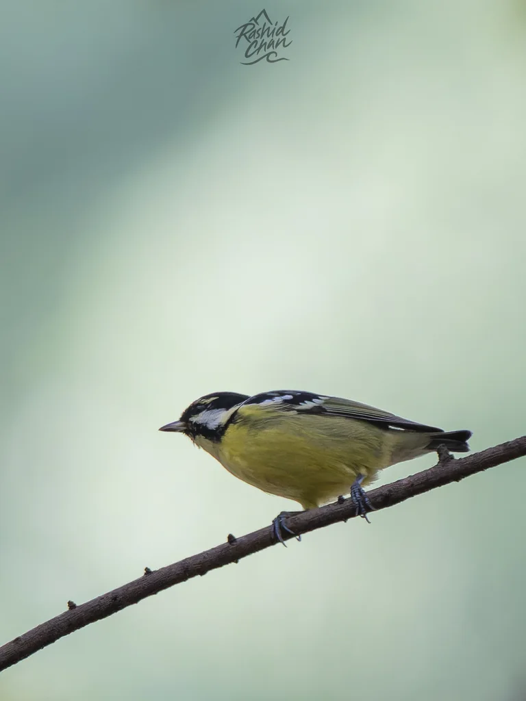 黄腹山雀(Periparus venustulus)