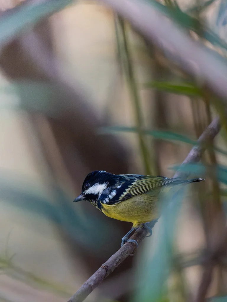 黄腹山雀(Periparus venustulus)