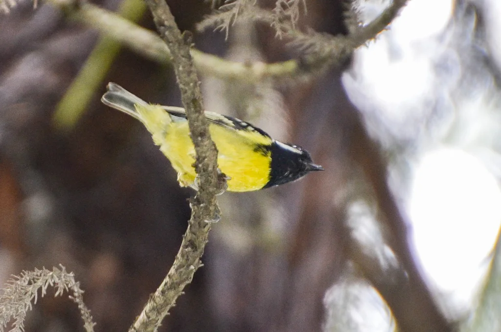 黄腹山雀(Periparus venustulus)