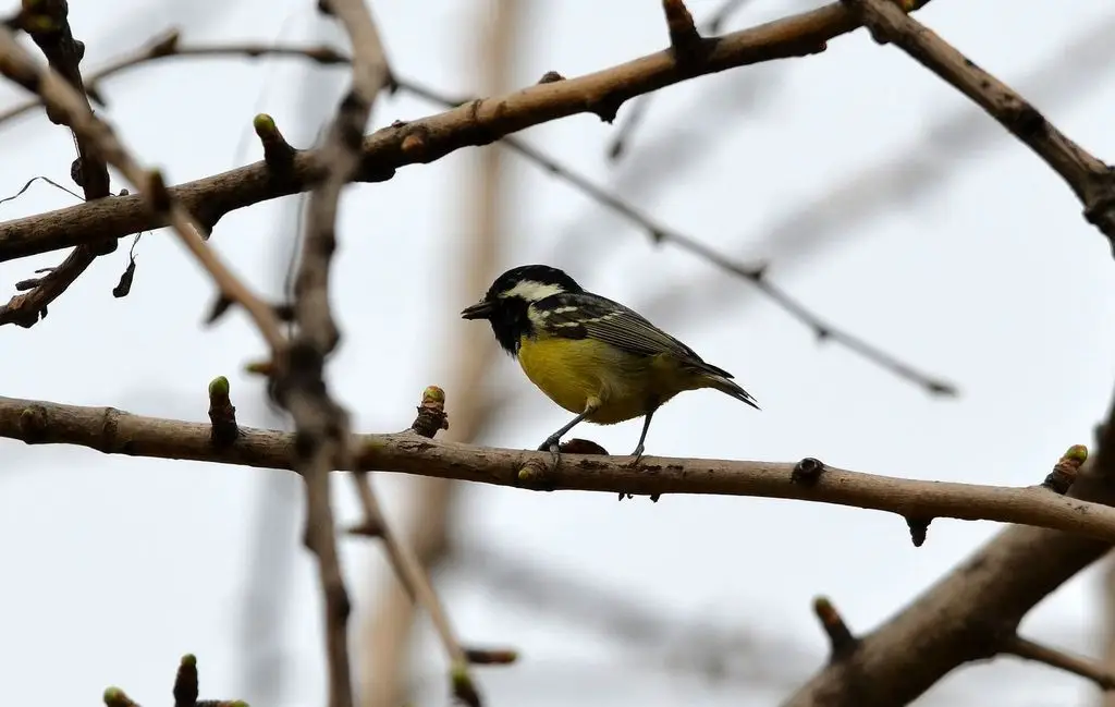 黄腹山雀(Periparus venustulus)