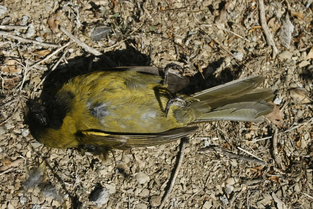 朱领锡嘴雀(Periporphyrus celaeno)