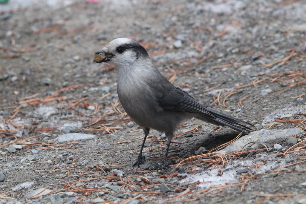 灰噪鸦(Perisoreus canadensis)