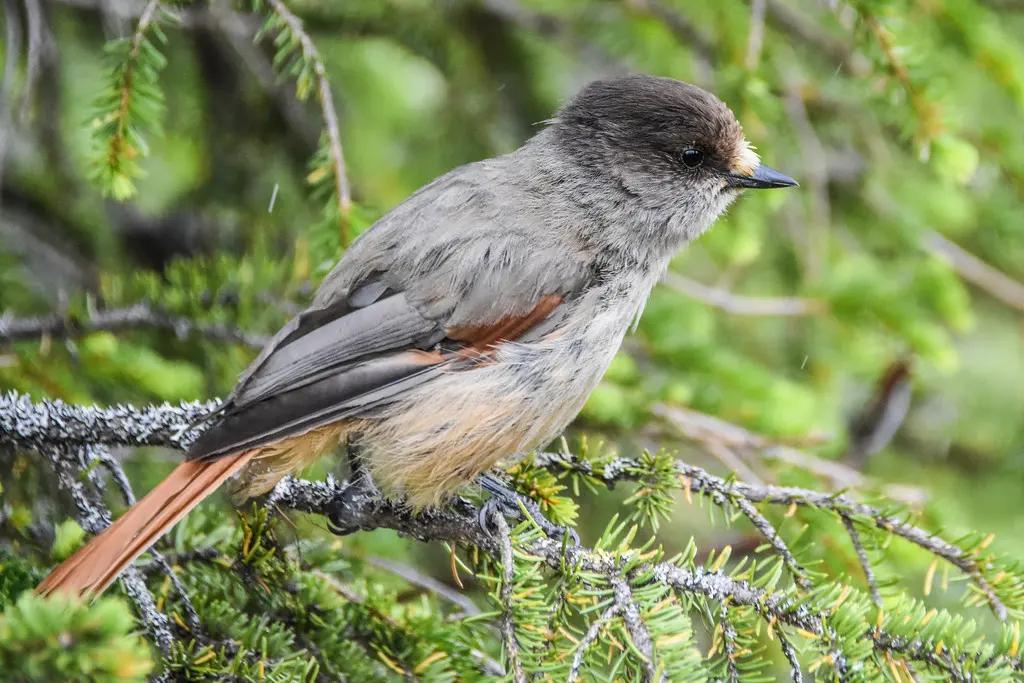 北噪鸦(Perisoreus infaustus)