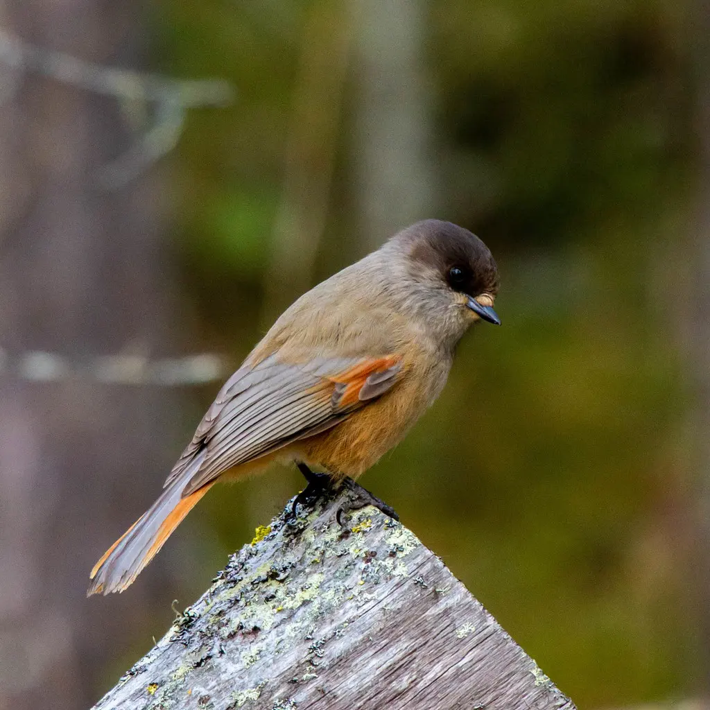北噪鸦(Perisoreus infaustus)