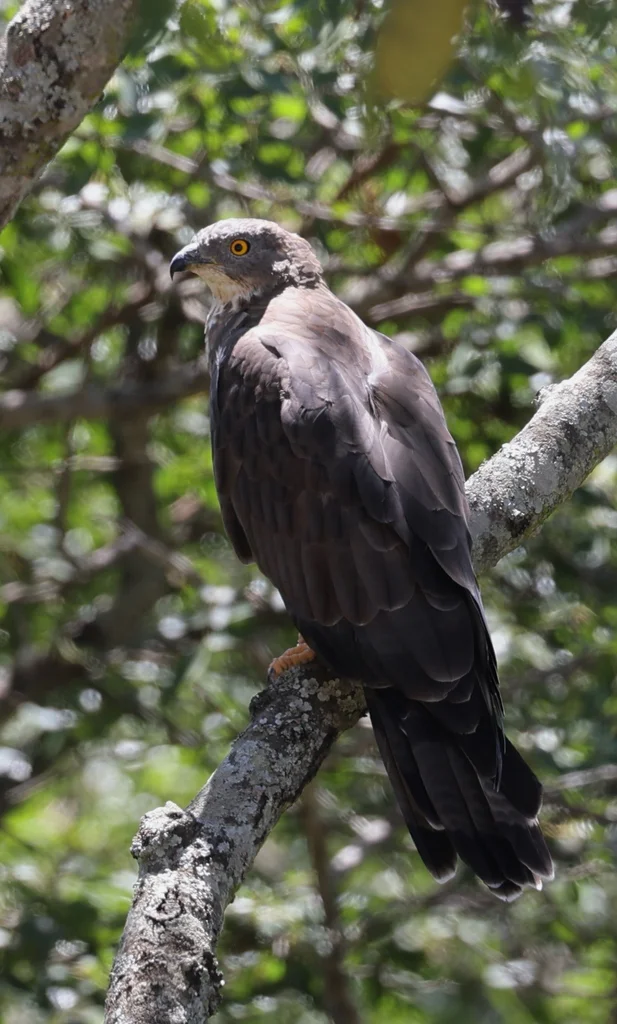 鹃头蜂鹰(Pernis apivorus)