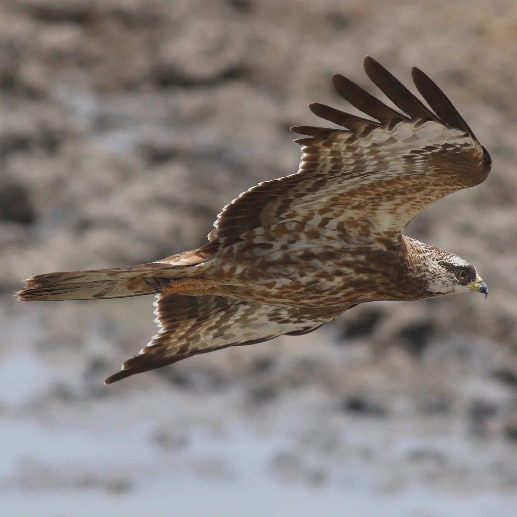 鹃头蜂鹰(Pernis apivorus)