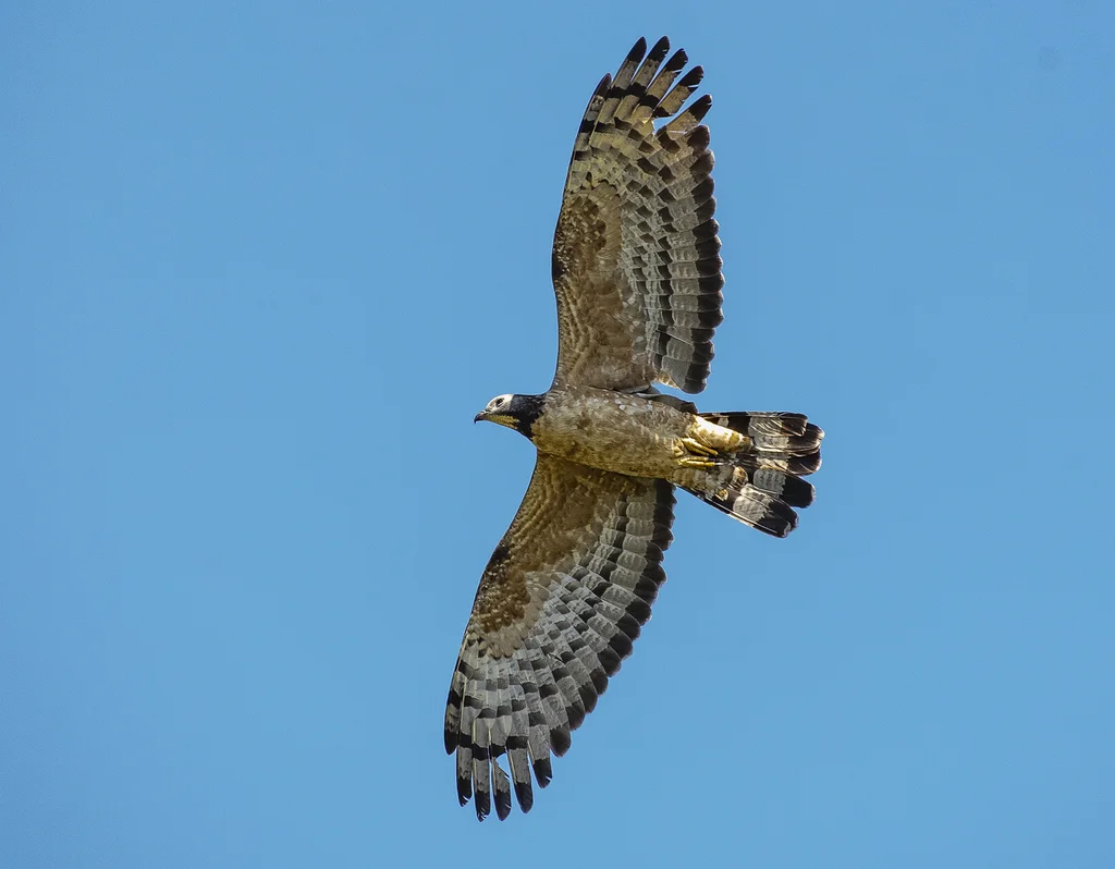 凤头蜂鹰(Pernis ptilorhynchus)