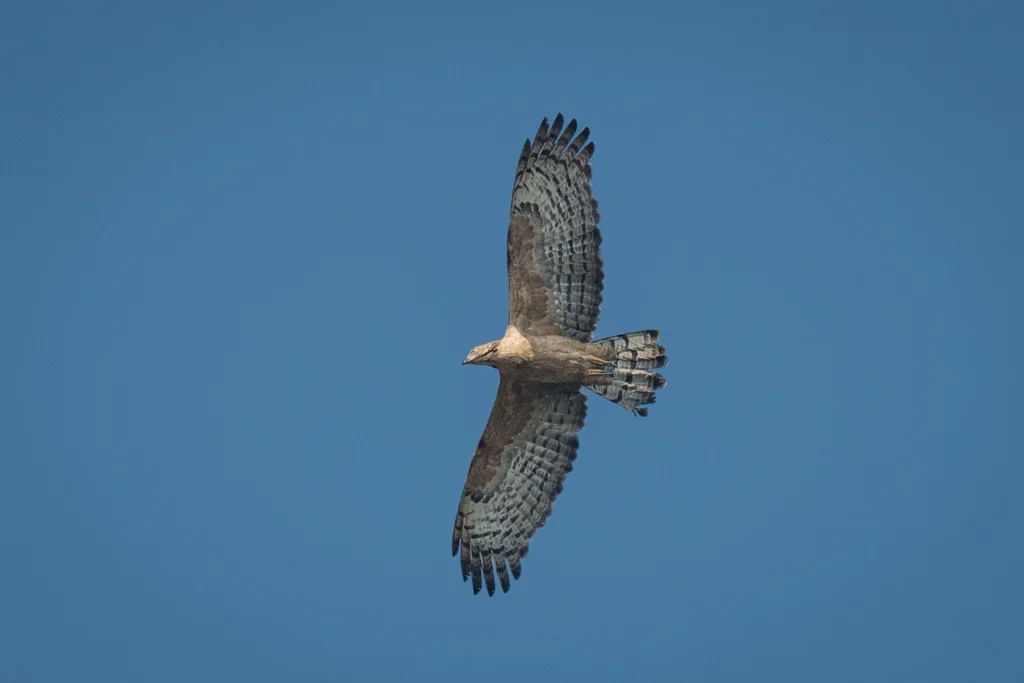 凤头蜂鹰(Pernis ptilorhynchus)