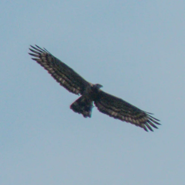凤头蜂鹰(Pernis ptilorhynchus)