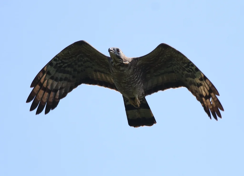 凤头蜂鹰(Pernis ptilorhynchus)