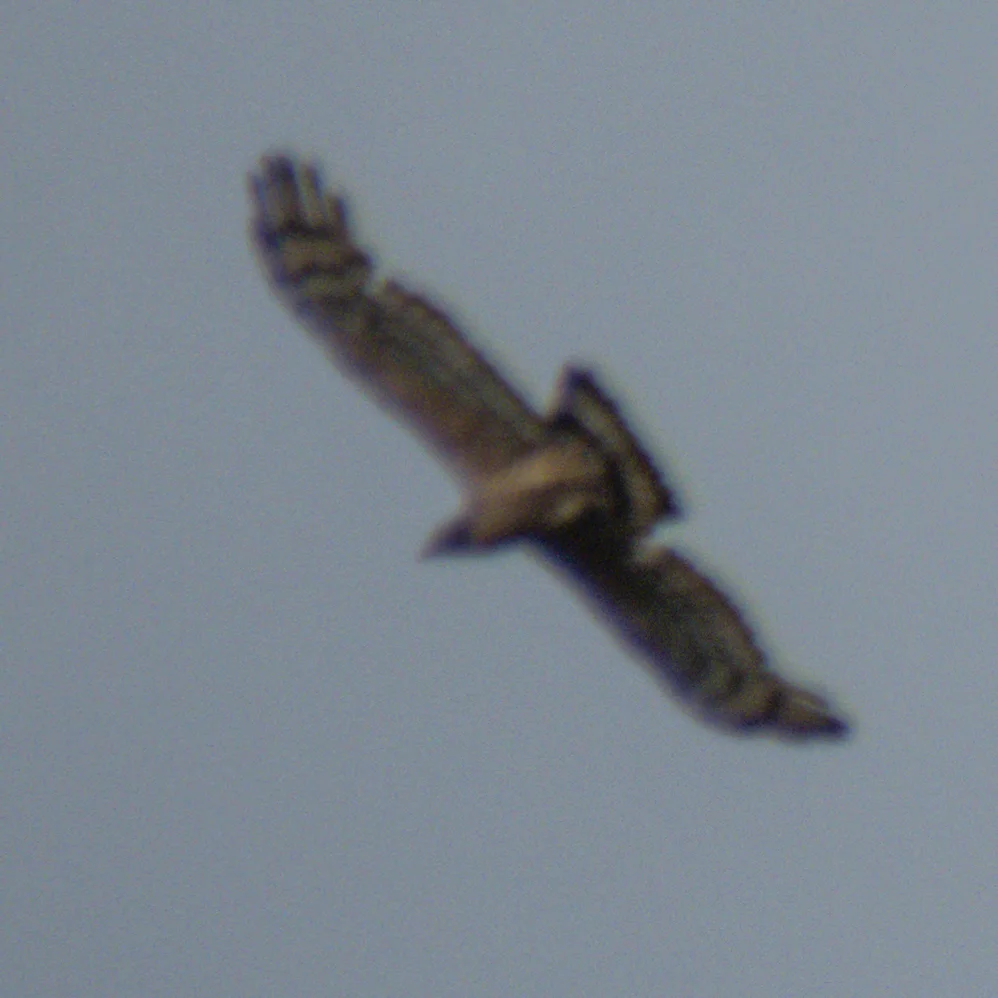 凤头蜂鹰(Pernis ptilorhynchus)