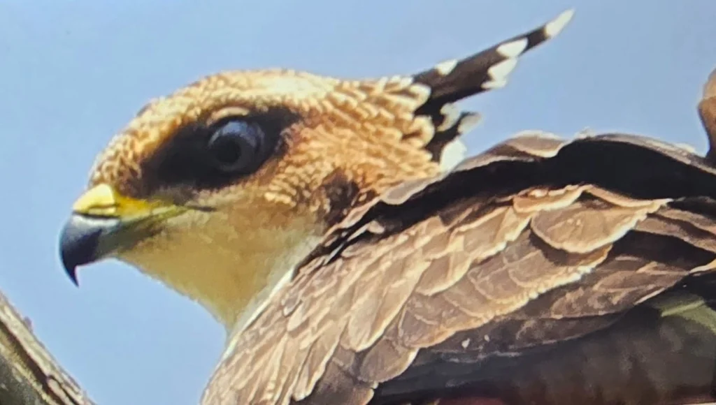 凤头蜂鹰（Pernis ptilorhynchus）