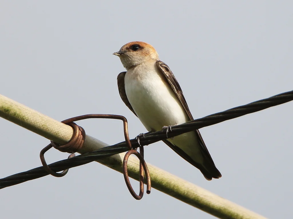 彩石燕(Petrochelidon ariel)