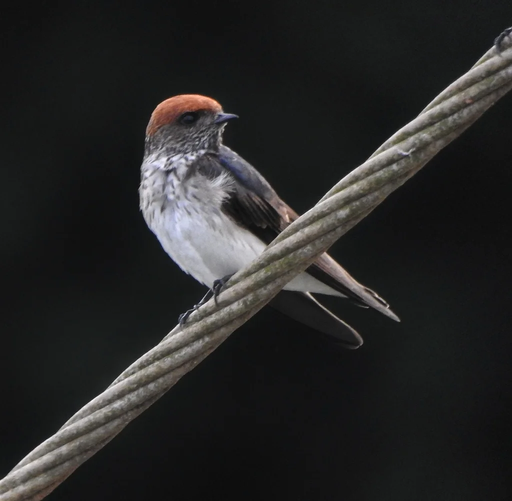 黄额燕(Petrochelidon fluvicola)