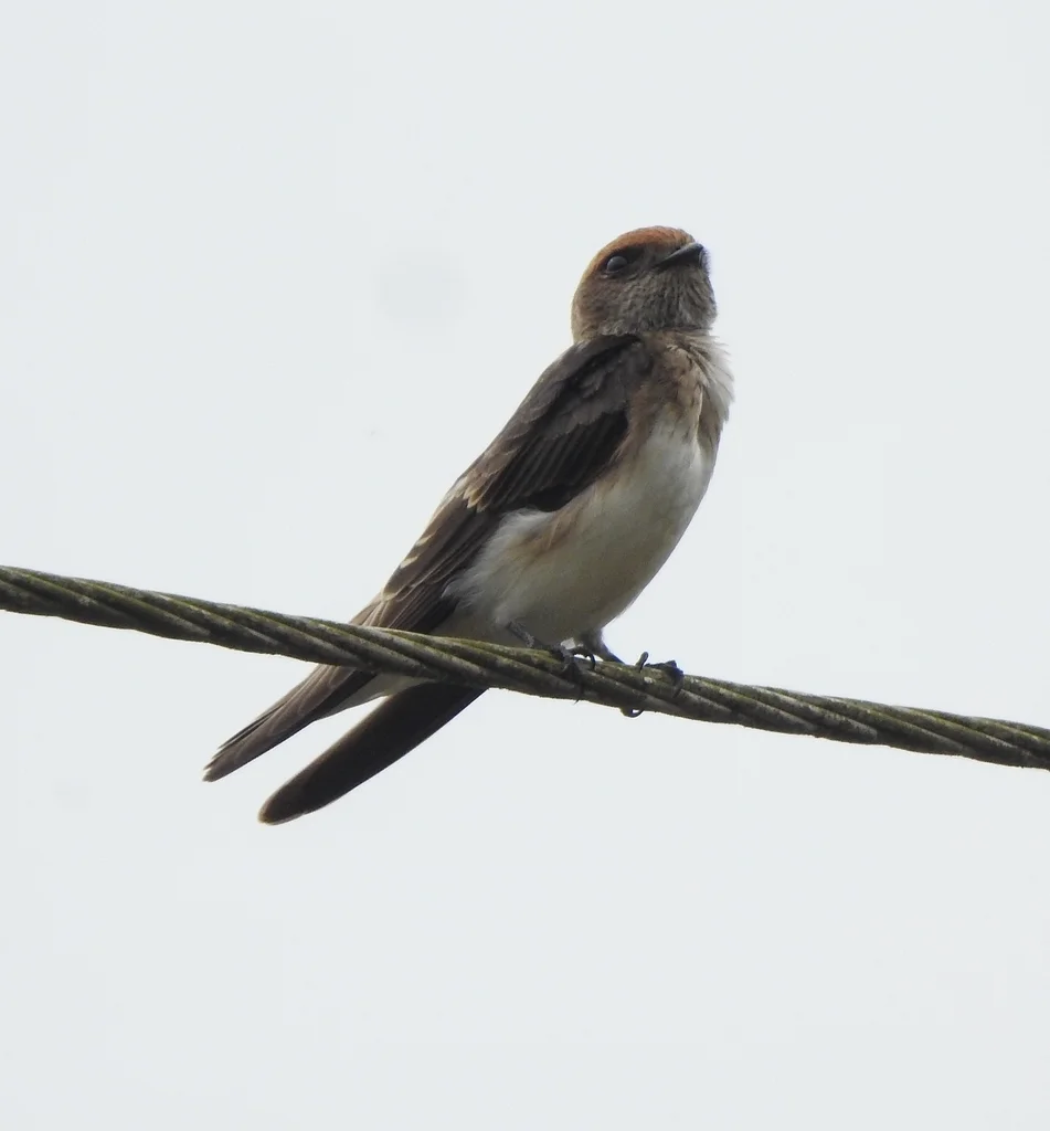 黄额燕(Petrochelidon fluvicola)