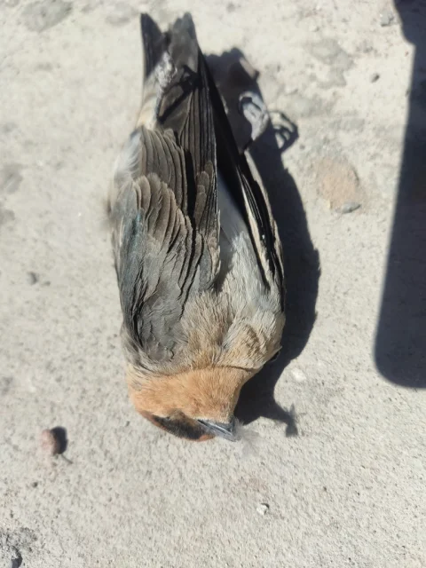 穴崖燕
