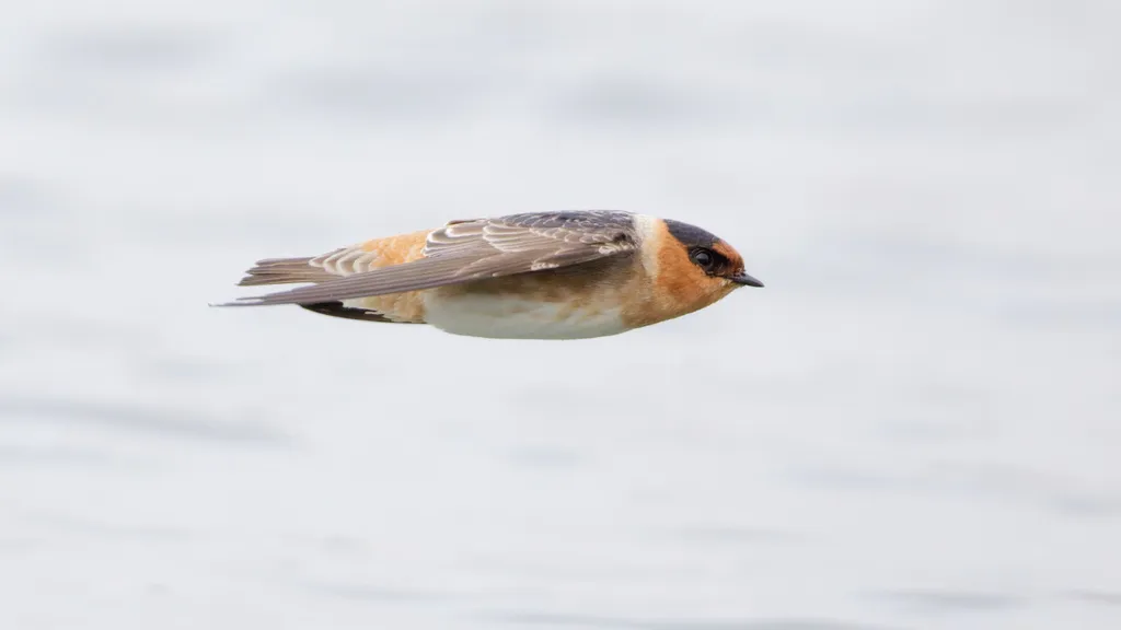 穴崖燕(Petrochelidon fulva)