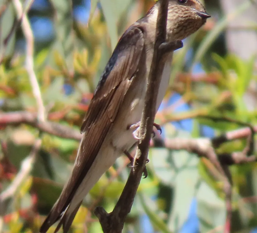 树燕(Petrochelidon nigricans)