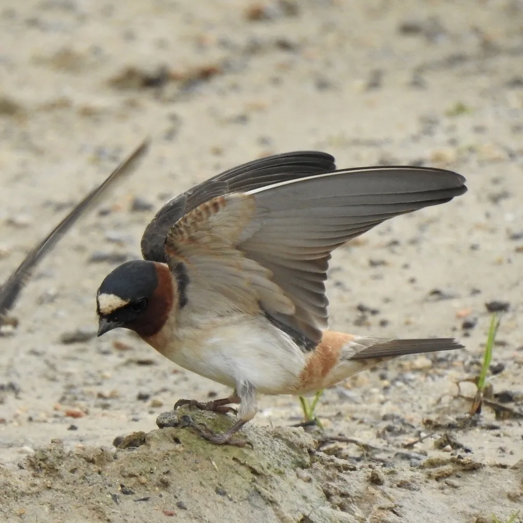 美洲燕（Petrochelidon pyrrhonota）