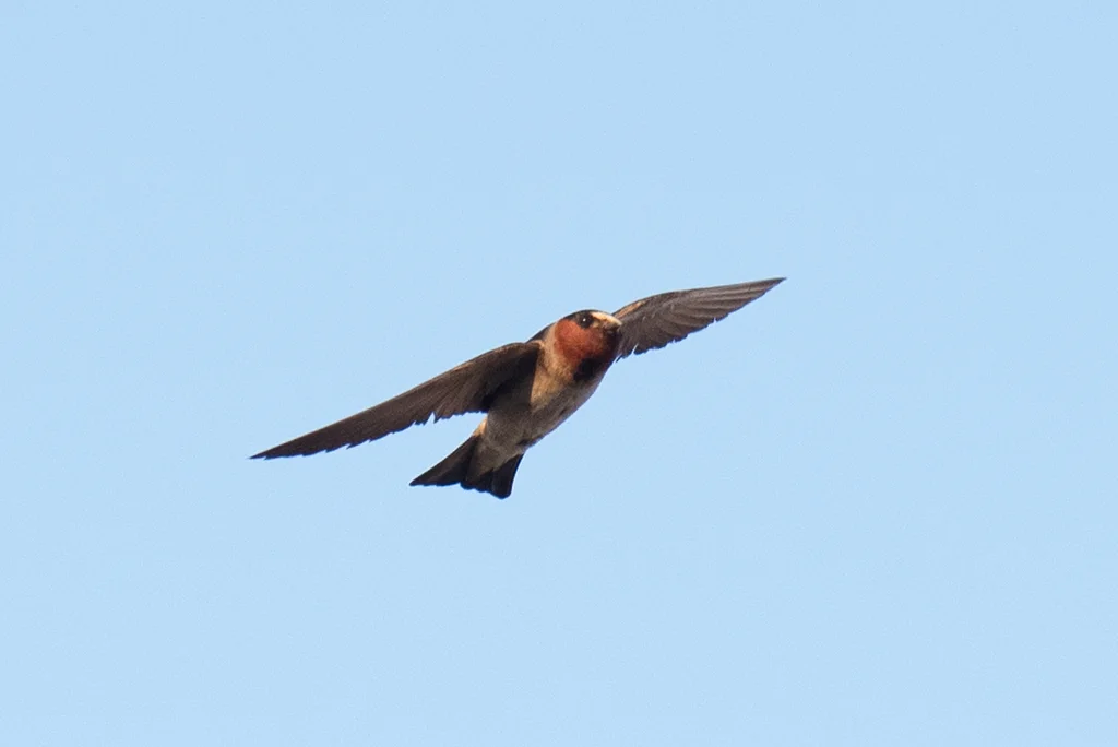 美洲燕（Petrochelidon pyrrhonota）