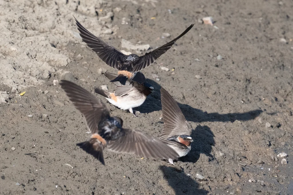 美洲燕（Petrochelidon pyrrhonota）