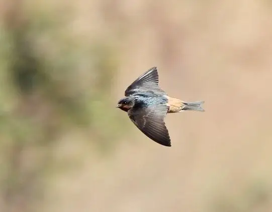 红喉燕（Petrochelidon rufigula）