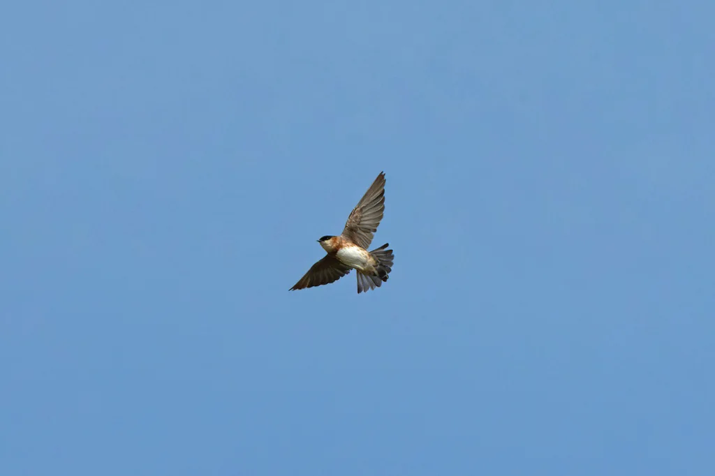 栗领崖燕(Petrochelidon rufocollaris)