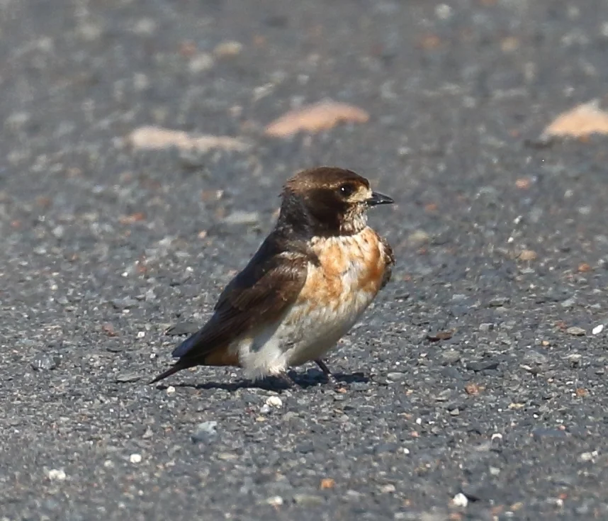 非洲斑燕(Petrochelidon spilodera)