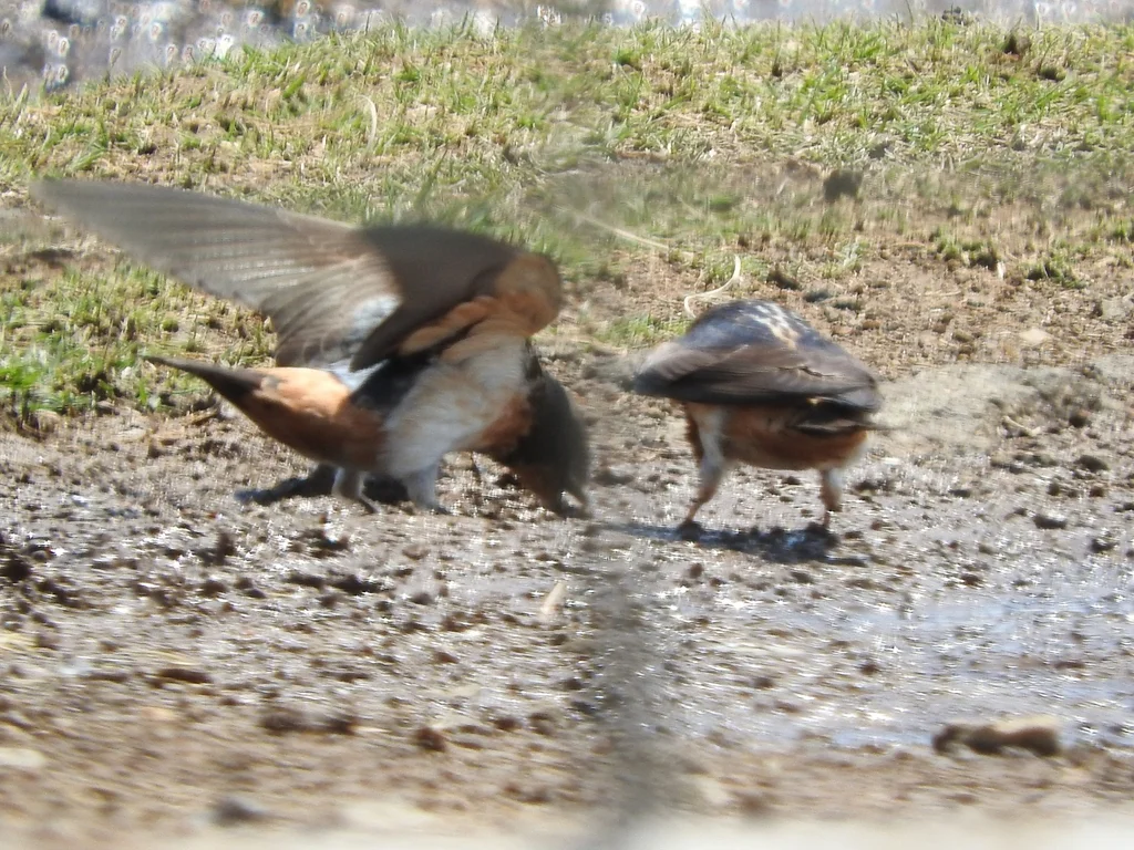 非洲斑燕(Petrochelidon spilodera)