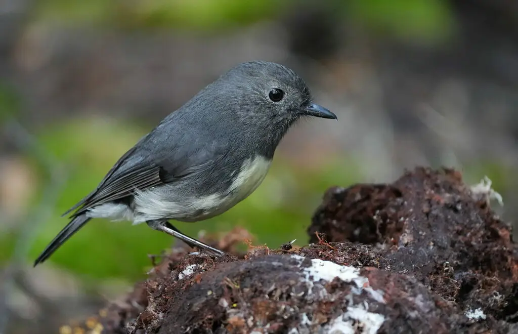 新西兰鸲鹟（Petroica australis）