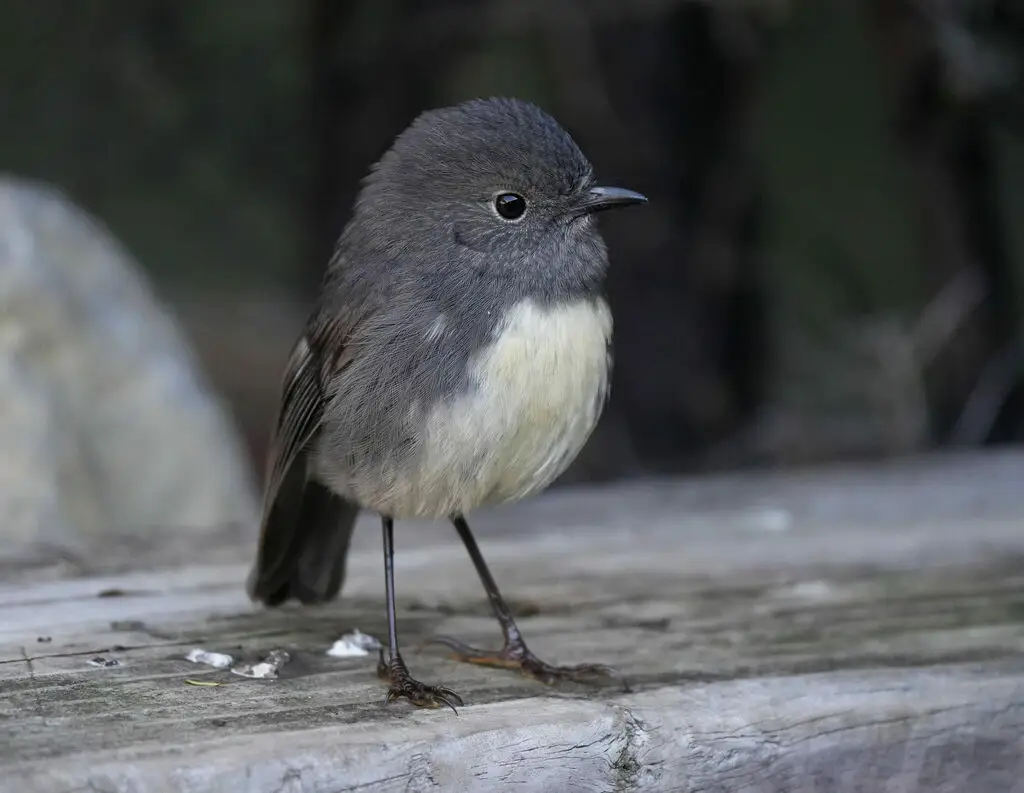 新西兰鸲鹟（Petroica australis）