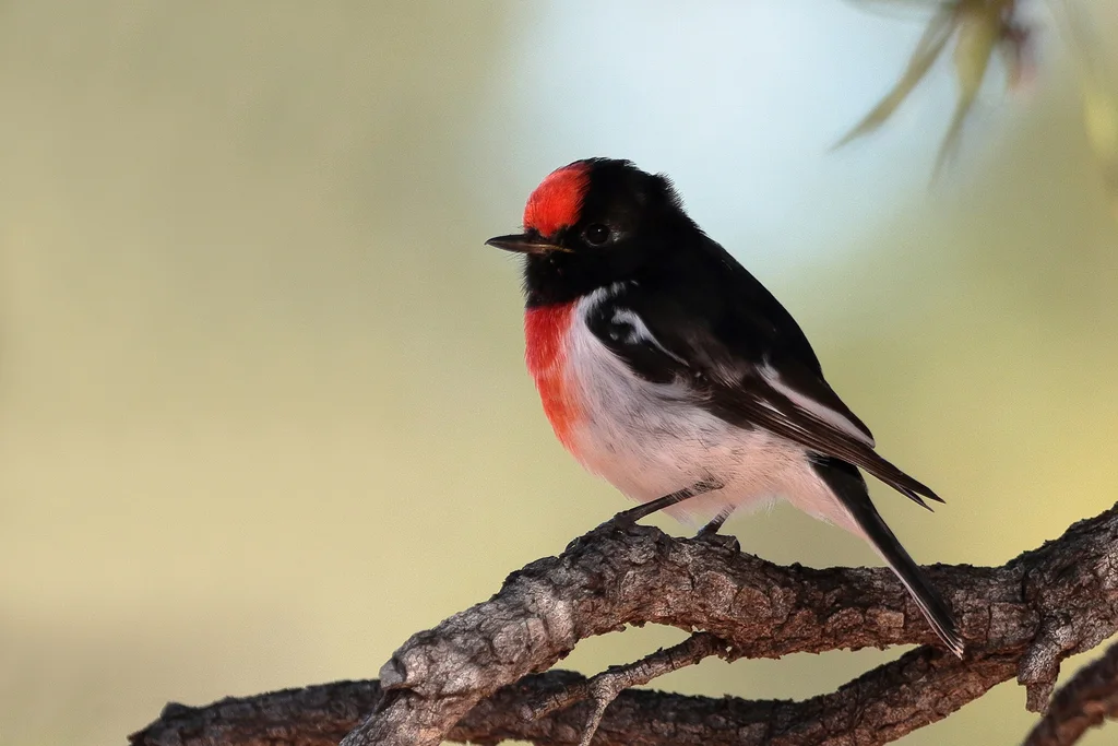 红头鸲鹟(Petroica goodenovii)