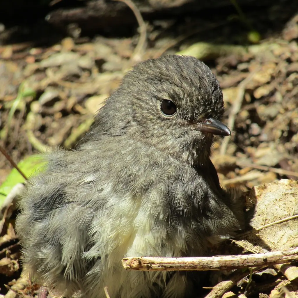 北岛鸲鹟(Petroica longipes)
