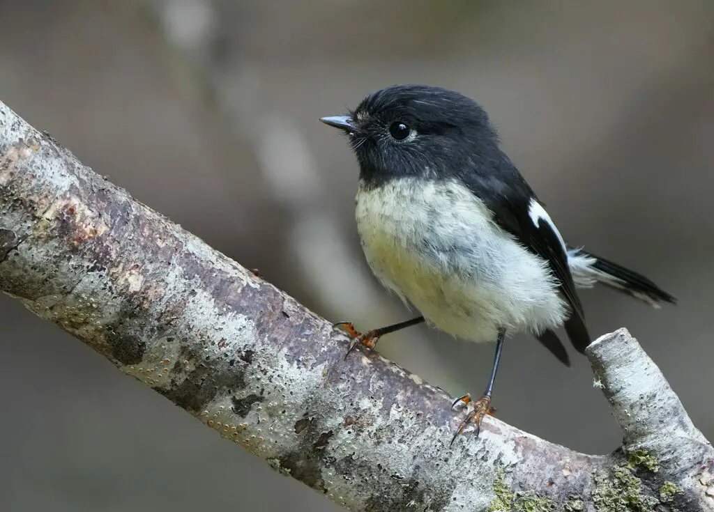 雀鸲鹟(Petroica macrocephala)