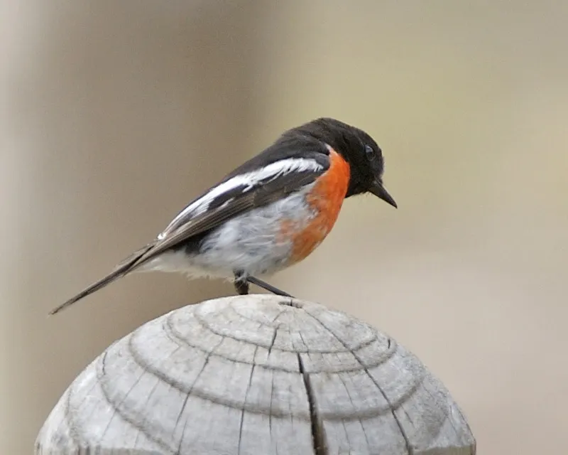 诺岛鸲鹟(Petroica multicolor)