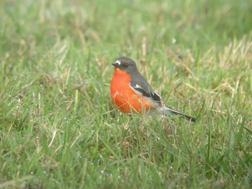 火红鸲鹟（Petroica phoenicea）