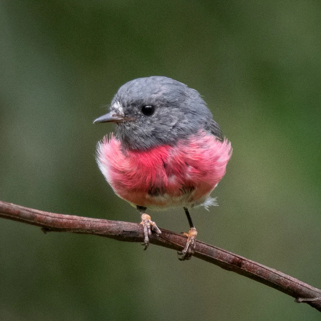 瑰色鸲鹟(Petroica rosea)