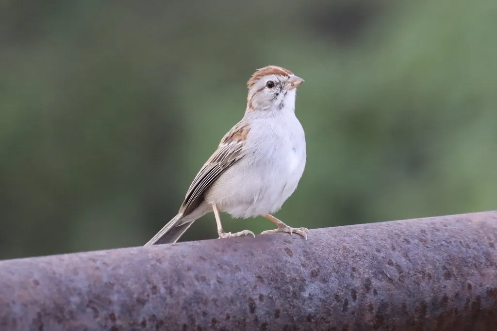 棕翅猛雀鹀(Peucaea carpalis)