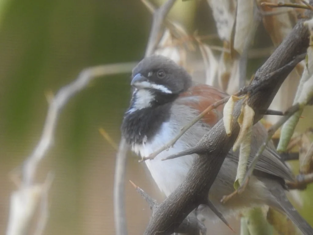 黑胸猛雀鹀(Peucaea humeralis)