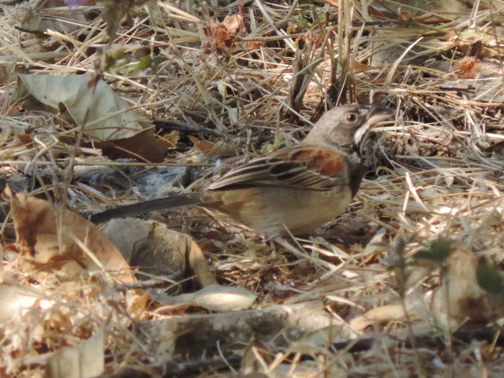 黑胸猛雀鹀(Peucaea humeralis)