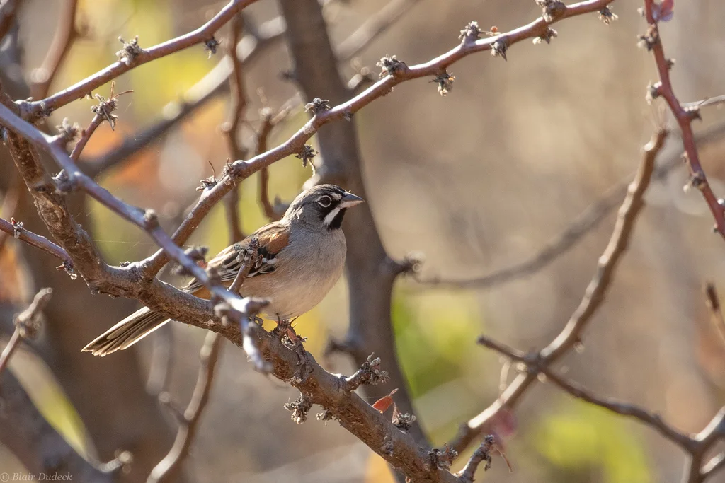 白须猛雀鹀(Peucaea mystacalis)