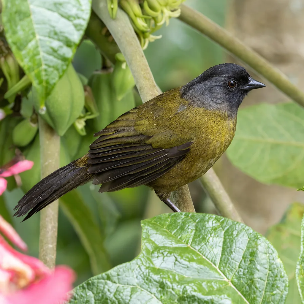 大脚薮雀（Pezopetes capitalis）