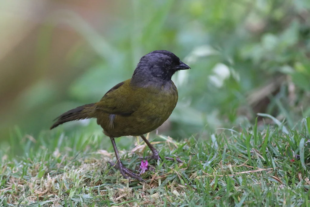 大脚薮雀（Pezopetes capitalis）
